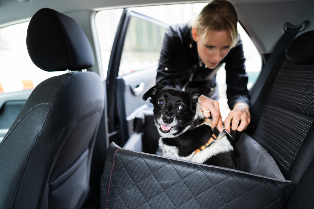 Como Transportar Cachorro Em Carro Blog Usecar 2403